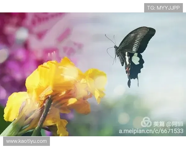 《蝴蝶》:当电影遇见生命的华丽蜕变